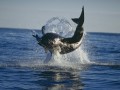 Afternoon Shark Cage Diving False Bay TRF Day Tour Incl. Transfer